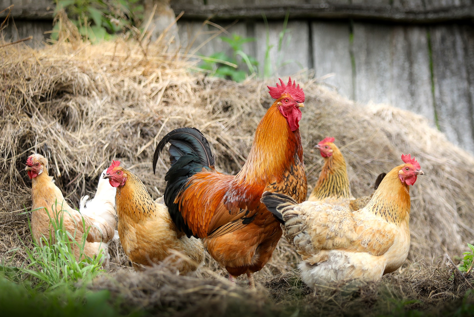 Extension, program, recommend steering away from straight run chicks | News, Sports, Jobs - Vimarsana News